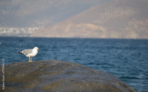 Image of an albatross sitting on a rock.