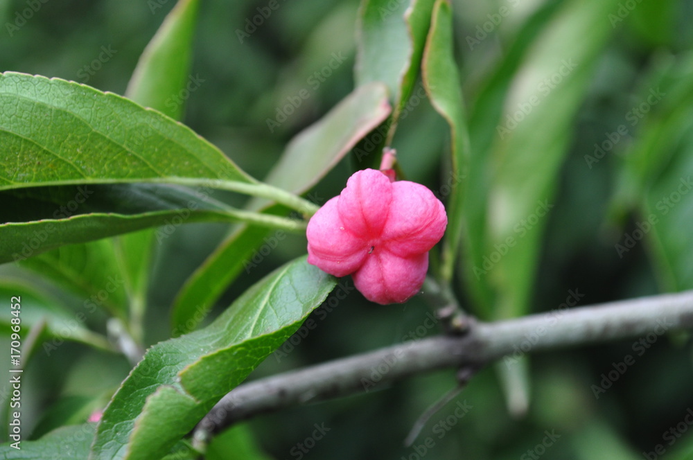 Flower Flower