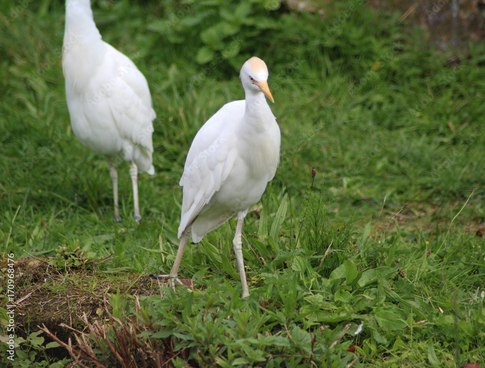 Cattle egret Cattle egret