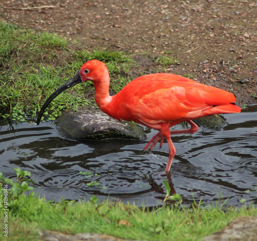 Africa sacred ibis