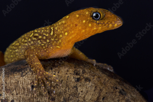 Annulated gecko, Gonatodes annularis