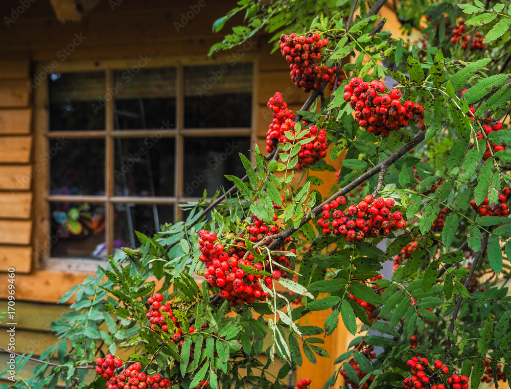 Rowan Bush in front of the house. Decorating a country house. Autumn kinds of suburban landscape design. Wooden country house. Rowan Bush in front of the house. Decorating a country house. Autumn kinds of suburban landscape design. Wooden country house.
