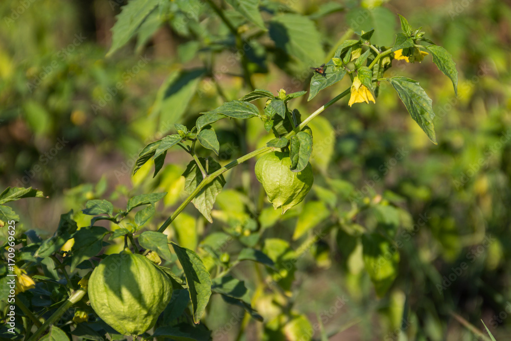Tomatillo (Physalis philadelphica) or Mexican husk tomato Tomatillo (Physalis philadelphica) or Mexican husk tomato