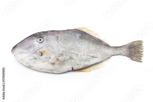 Filefish, Thread-sail filefish,