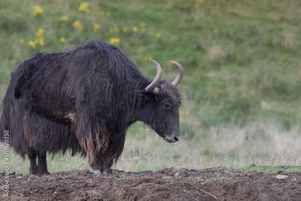 Fototapeta premium domesticated yak, Bos grunniens