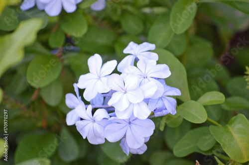 closeup photo of colorful summer wildflowers in the garden