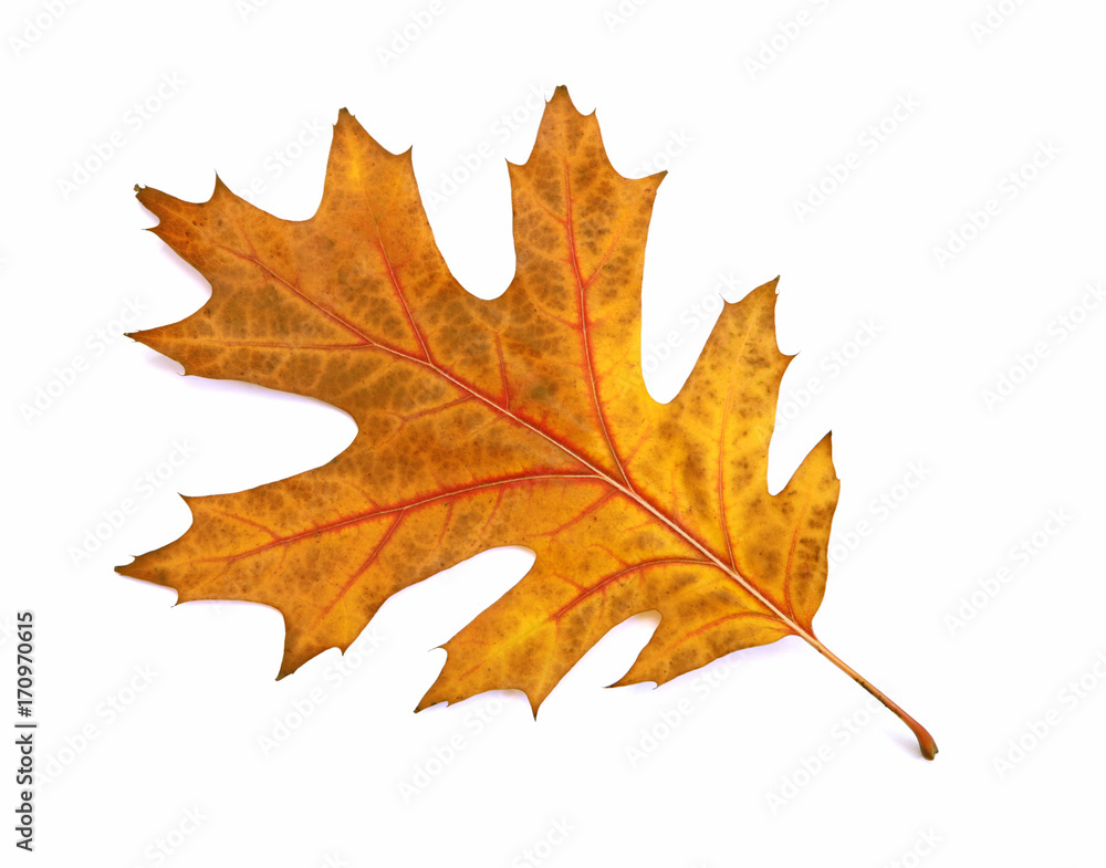Feuille de chêne en automne Feuille de chêne en automne