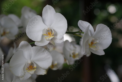 Wallpaper Mural fleur Torontodigital.ca