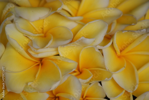 Wallpaper Mural frangipanier Torontodigital.ca