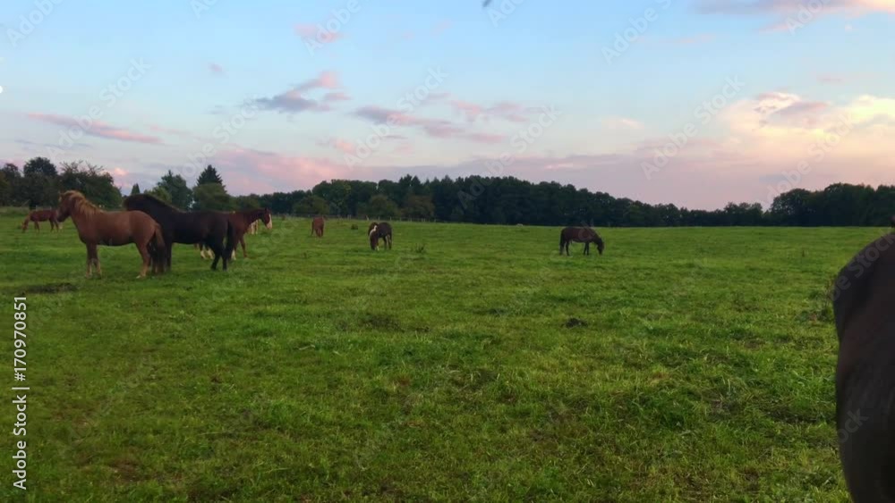 Aegidien horses in the Siebengebirge on the pasture at sunset
