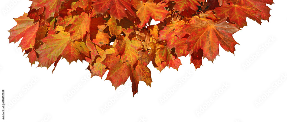 Fototapeta premium Feuillage d'érable en automne