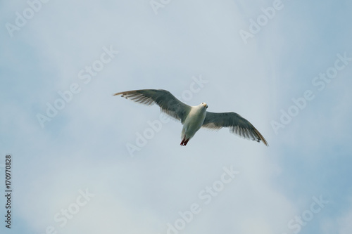 Seagull in flight