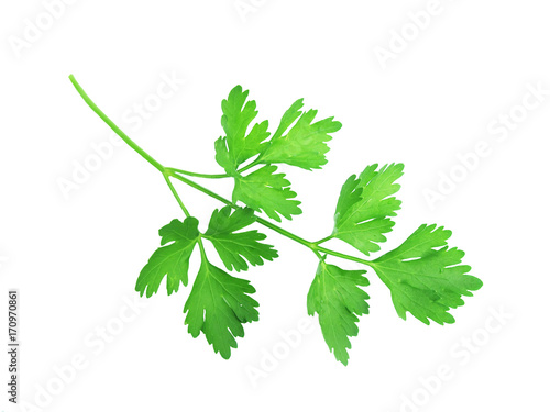 Green branch of parsley