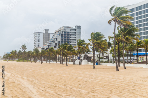 Palm trees blowing in the winds at the Fort Lauderdale beach before catastrophic hurricane Irma