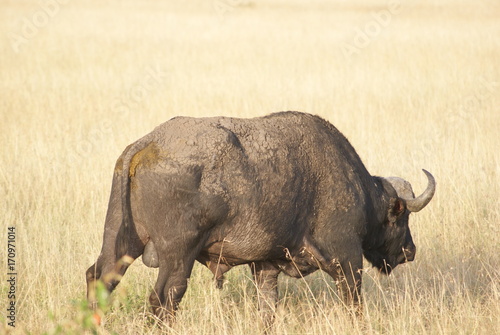 Wallpaper Mural BUFFLE Torontodigital.ca