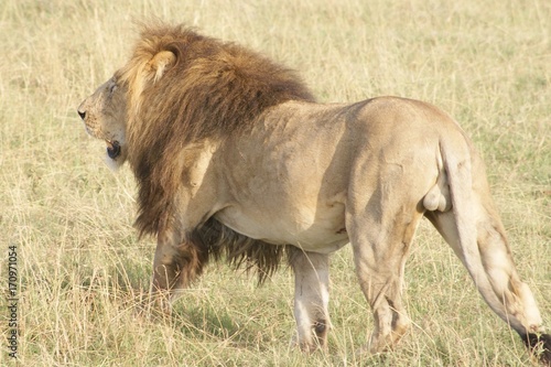 Wallpaper Mural LION Torontodigital.ca