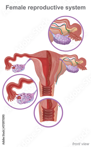The female reproductive system contains two main parts: the uterus, which hosts the developing fetus, produces vaginal and uterine secretions. Info graphic Vector..