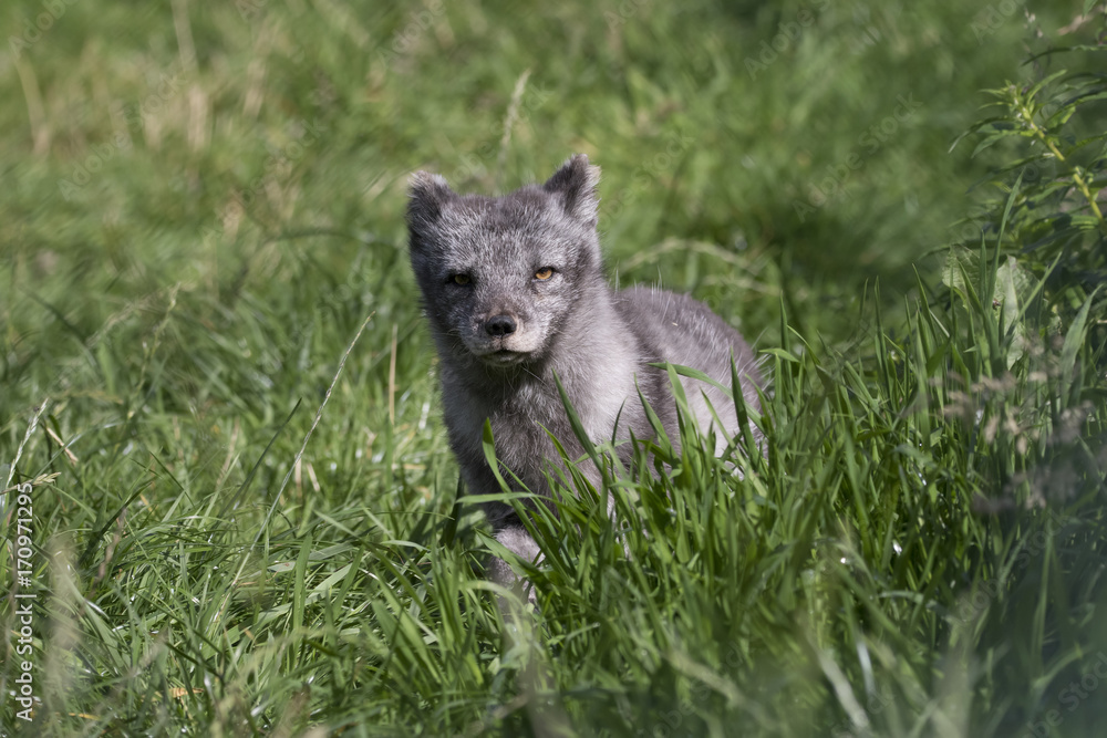 Naklejka premium arctic fox, Vulpes lagopus
