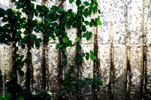 Plant wall