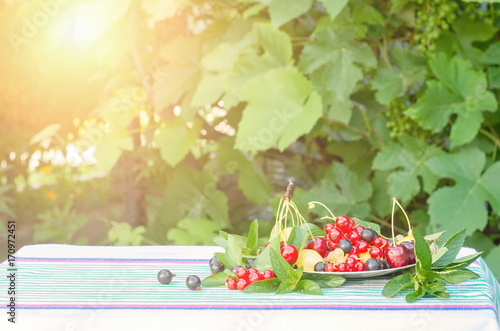 Berries of cherry, black and red currants in a plate with mint leaves on a table with a tablecloth. The lights of a sun.