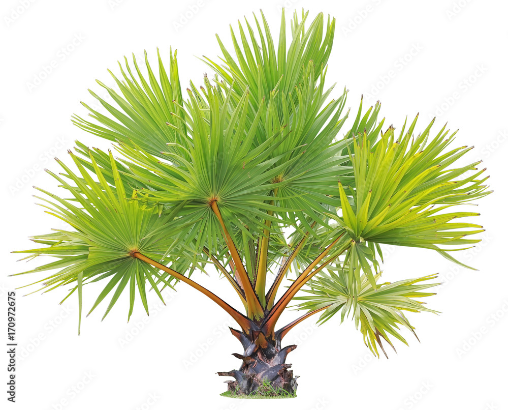 young Betel palm on isolate background and clipping path young Betel palm on isolate background and clipping path