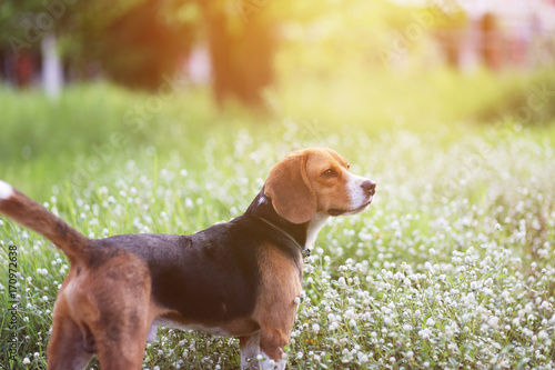 An adorable beagle dog.