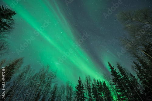 Green Aurora borealis rising up from behind silhouetted tree framing on three sides