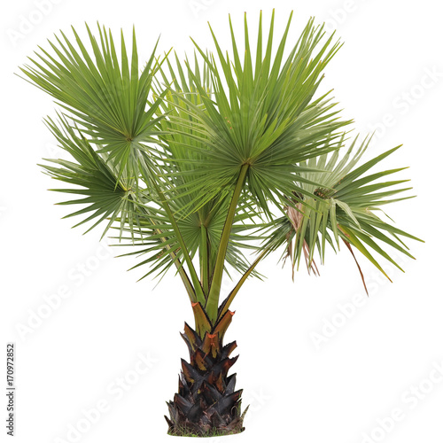 young Betel palm on isolate background and clipping path