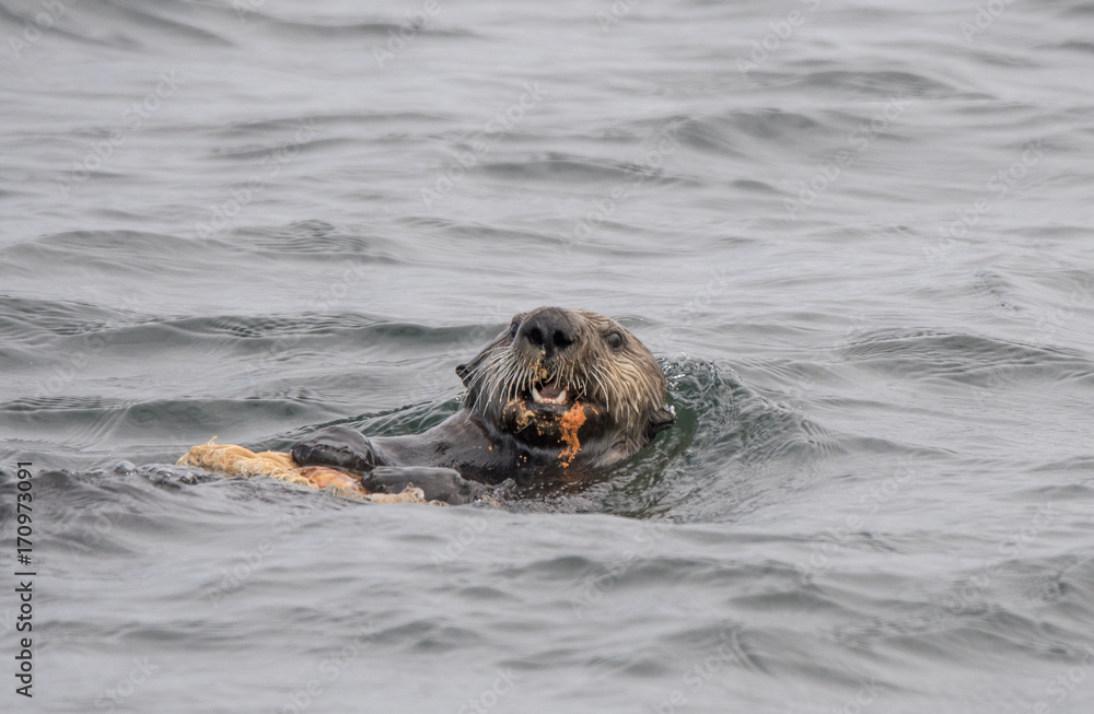 Fototapeta premium Sea Otter Eating Basket Star III