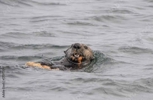 Sea Otter Eating Basket Star III