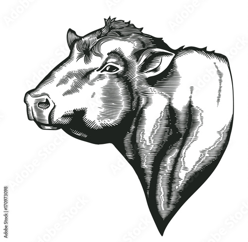 Head of bull of dangus breed drawn in vintage woodcut style. Farm animal isolated on white background. Vector illustration for agricultural market identity, products logo, advertisement