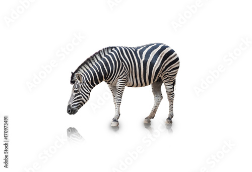 Portrait of Zebra isolated on white background clipping path 