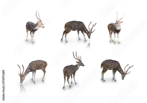 The chital or spotted deer isolated on white background