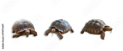 Sulcata tortoise, African spurred tortoise isolated on white background