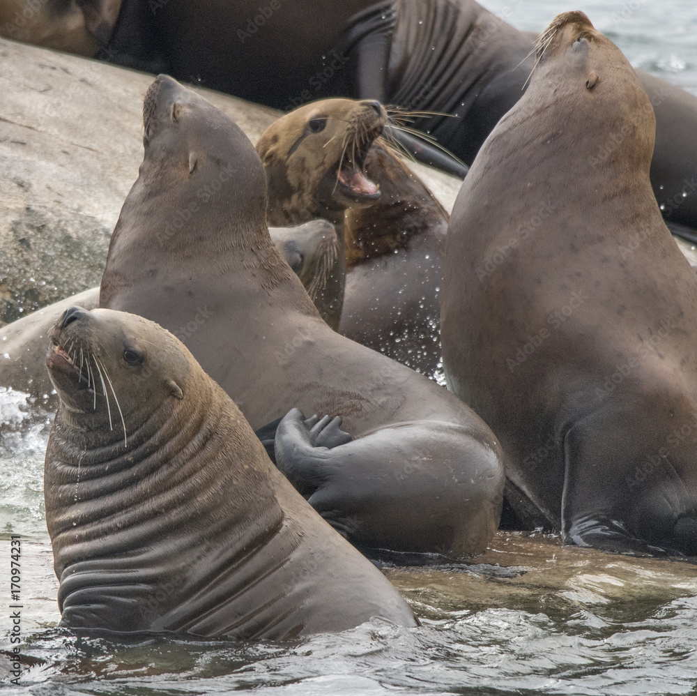Naklejka premium Sea Lion Dominance between Bulls, Glacier Bay, Alaska