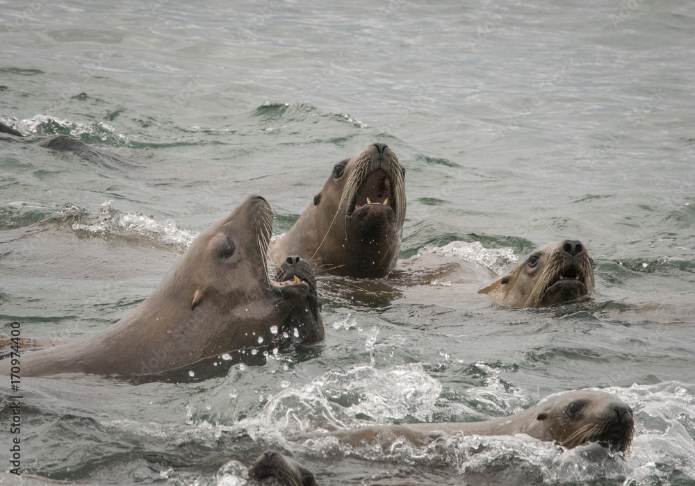 Fototapeta premium Curious Steller Sea Lions, Marble Islands, Glacier Bay, Alaska