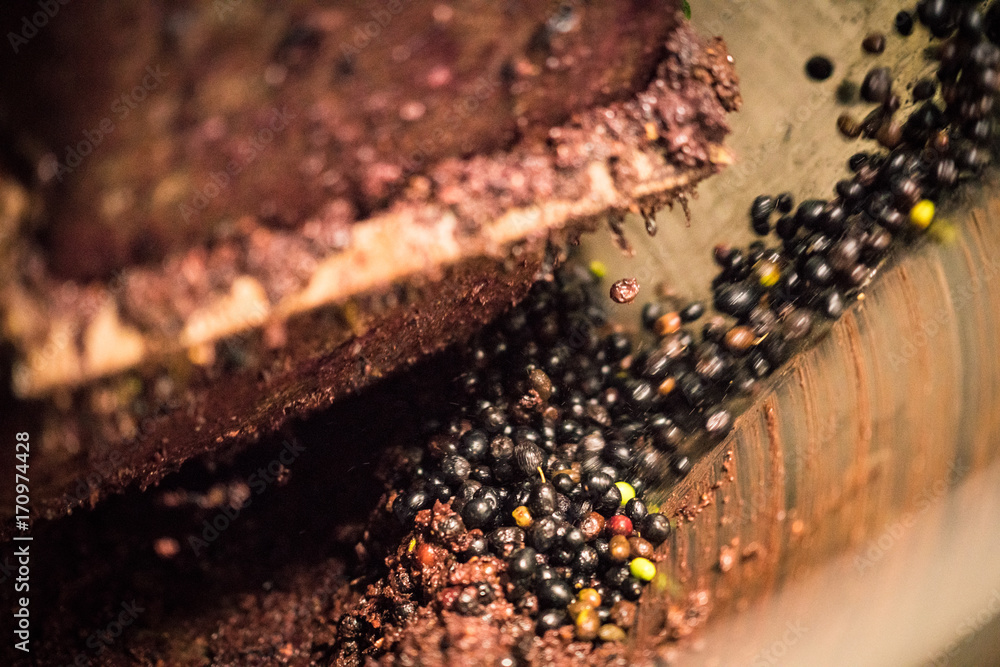 Extraction of oil from olives using a circular grinding stone. Extraction of oil from olives using a circular grinding stone.