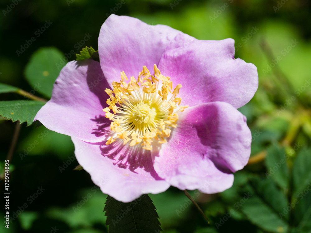 Blooming Nootka rose in Washington state, USA Blooming Nootka rose in Washington state, USA