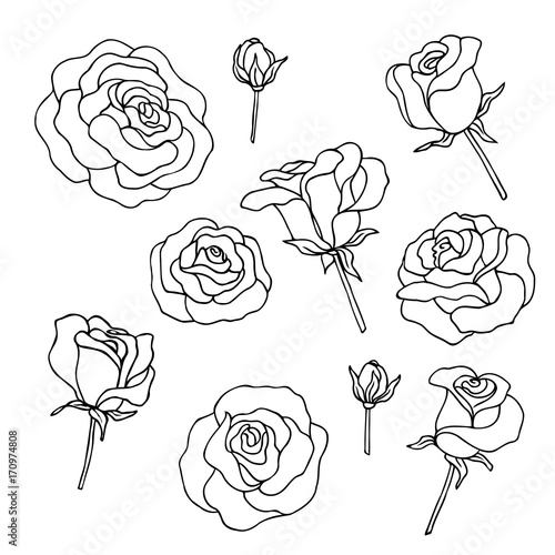 vector contour illustration of rose flowers