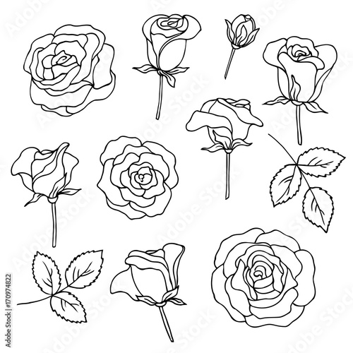 vector contour illustration of rose flowers