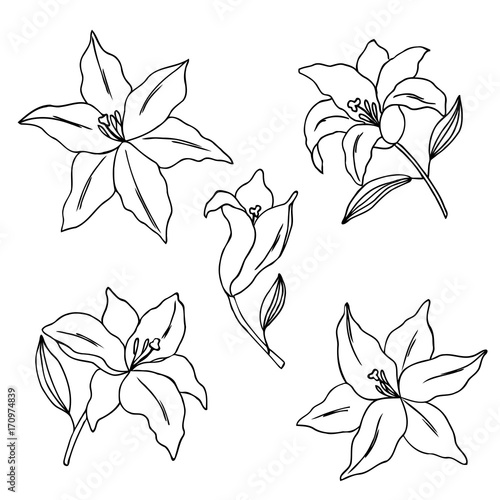 Fototapeta Naklejka Na Ścianę i Meble -  vector contour illustration of lily flowers