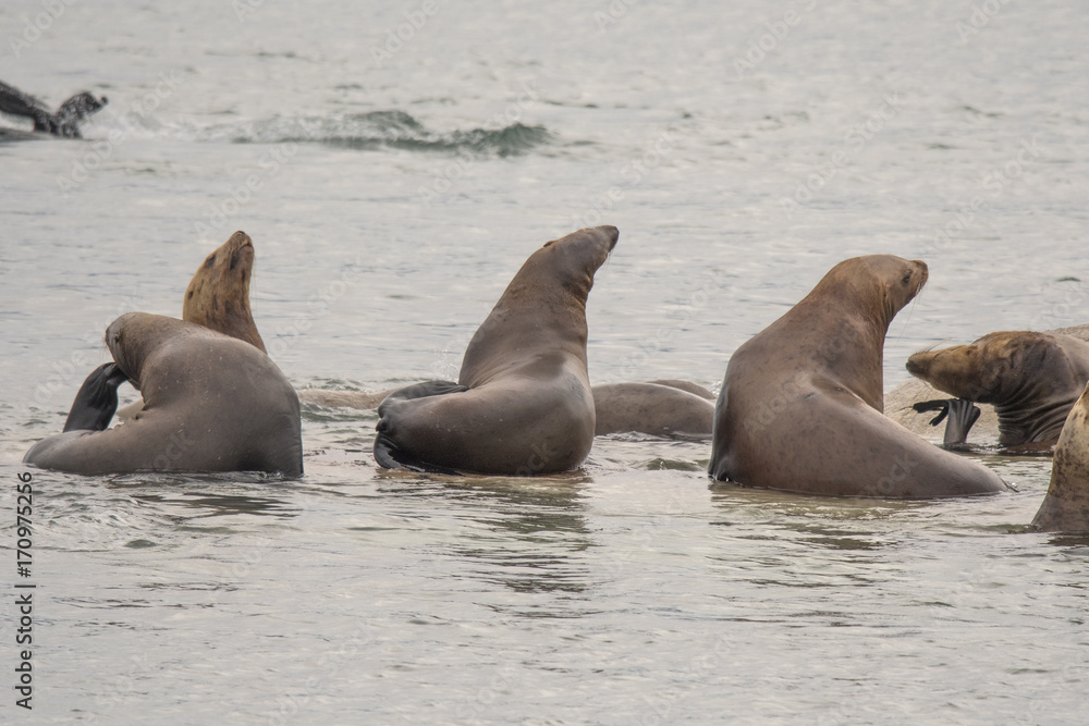 Fototapeta premium Steller Sea Lions Perched on Underwater Rocks