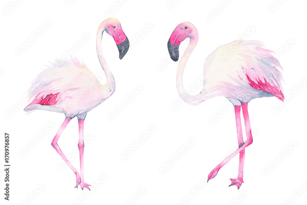 Naklejka premium Watercolor hand painted tropical pink flamingo isolated on white background