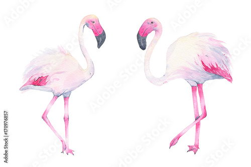 Watercolor hand painted tropical pink flamingo isolated on white background
