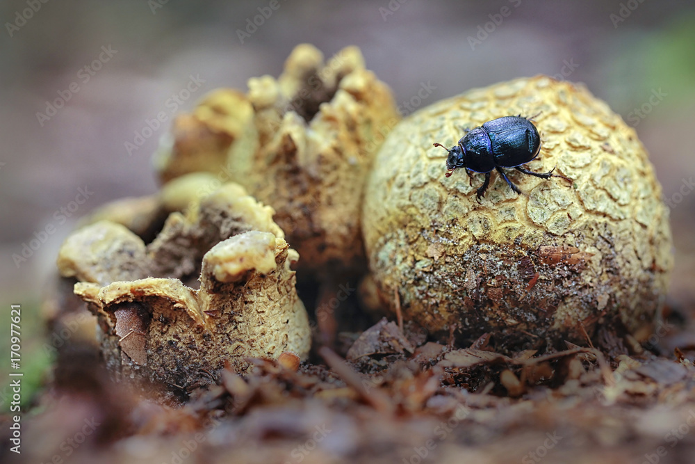 Scleroderma citrinum, commonly known as the common earthball, pigskin poison puffball or common earth ball Scleroderma citrinum, commonly known as the common earthball, pigskin poison puffball or common earth ball