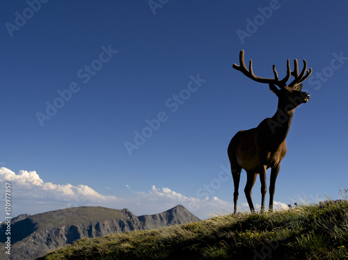 Young bull elk in Rock Mountain National Park, Colorado. © Gaylon