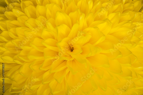 Close up of yellow aster flower   aster with yellow petals and yellow heart for background or texture