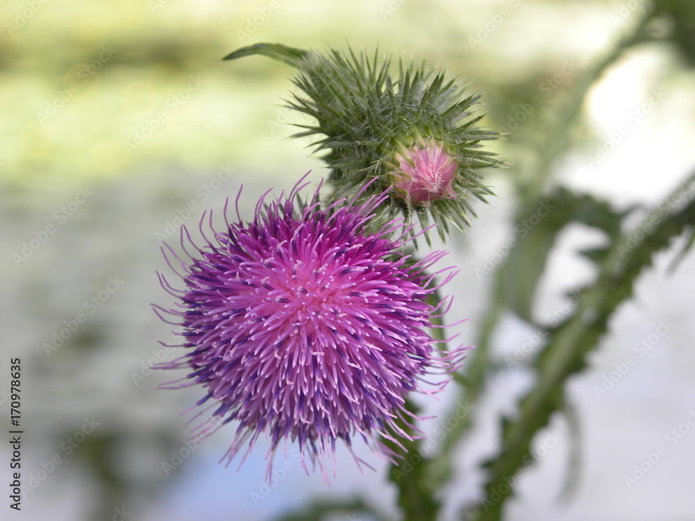 Thistle Thistle