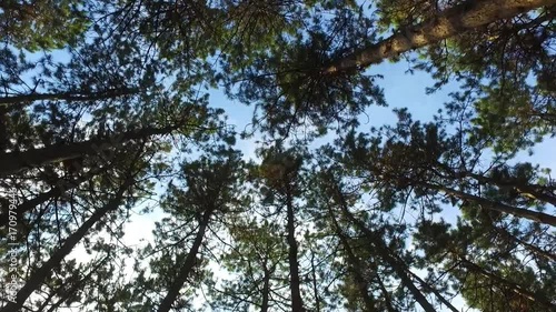 Walking in the forest