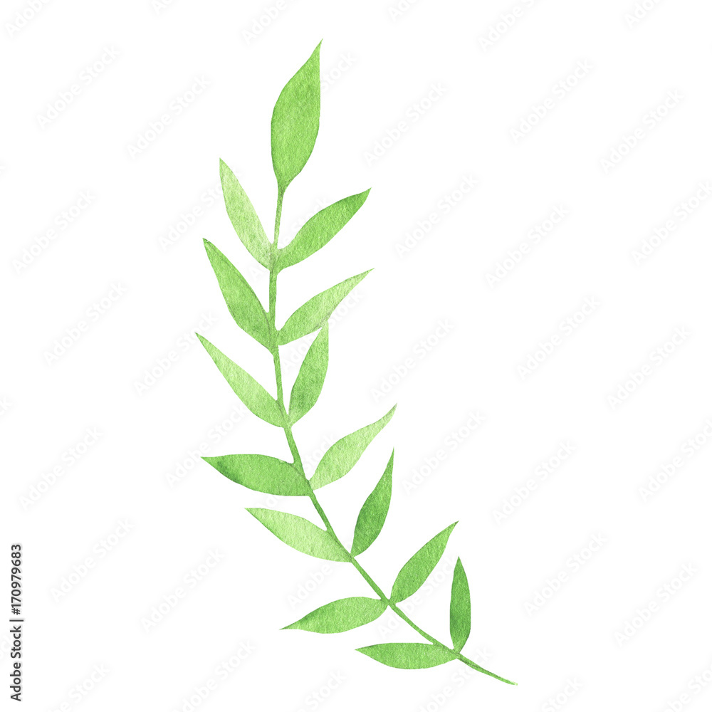 Watercolor hand painted green leaf isolated on white background
